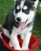 Gorgeous Siberian husky pup for re-homing