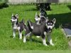 beautiful Siberian Husky Pups for sale