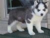 Nice Husky Puppies For Adoption xxx*xxx*xxx3