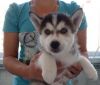 Siberian husky puppies for adoption