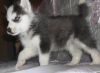 Marvelous Siberian Husky Puppies for Adoption