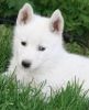Pure White Siberian Husky For Adoption