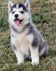 Adorable Siberian Husky Pups Text xxx-xxx-xxxx