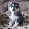 Siberian Husky Puppies Text xxx-xx-xxxxx