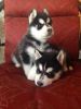 Excellent Pedigrees Akc Siberian Husky Puppies