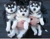 Siberian husky puppies available.