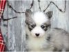 Attractive Male And Female Pomsky Puppies