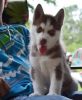 New Siberian husky pups for free adoption