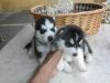 Nice looking husky puppies ready to go