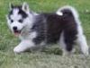 male and female blue eyes Siberian husky puppies