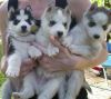 Siberian Husky Pups Avail For You Check