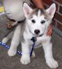 Male and Female siberian husky are Available