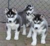 lovely siberian huskies available