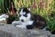 Siberian Husky For Sale To Loving Home