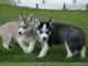 Siberian husky puppies M/F for Adoption