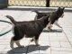 Ckc Registered Siberian Husky Puppies For Adoption