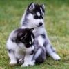 Siberian Husky male & female pup available