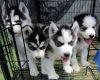 Vaccinated Blue Eyes Siberian Husky Puppies