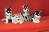 Adorable Siberian husky Puppies Available