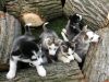 Sweet Siberian Husky Puppies(xxx) xxx-xxx1