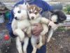 Sweet Siberian Husky puppies a loving family