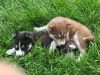 Beautiful Siberian Husky Puppies.(xxx) xxx-xxx0