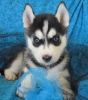 Loving Siberian Husky pups for sale