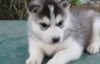 4 Gorgeous Blue Eyed Siberian Husky Puppies