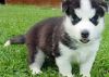 Siberian Husky Puppies for Re-Homing