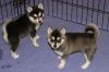 Husky avialable for sale today