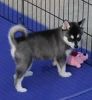 Husky are available here