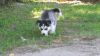 Gougeos Siberian Husky Puppies For Adoption