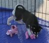 Loving husky puppies for adoption now.