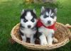 2 Blue eyes Siberian Husky puppies