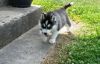 Blue Eyed Siberian Husky Needs To Be . Rehomed