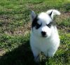 Beautiful Kc Registered husky Puppy