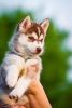 Siberian Husky Puppies..text..(xxx) xxx-xxx5