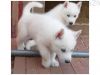 1 Siberian Husky puppies