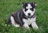 Males And Females Siberian Husky Puppies For Sale