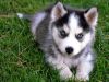 cute siberian husky pup for sale