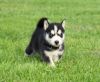 Full Husky Puppies For Sale