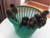 sweet marmoset monkeys for adoption