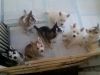 Aca Full Bread Siberian Husky Puppies