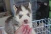 Akc registered Siberian Husky puppies..