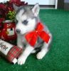 cute siberian husky puppy avilable