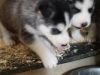 1 Kc Registered Blue Eyed Siberian Husky Pup Left