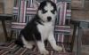 Siberian Husky Puppies For adoption