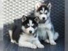 Husky Hybrid Puppies. Siberian