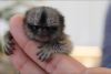 Cutest Marmoset Monkeys to all pets lovers