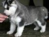 Akc Registered Siberian Husky Pups